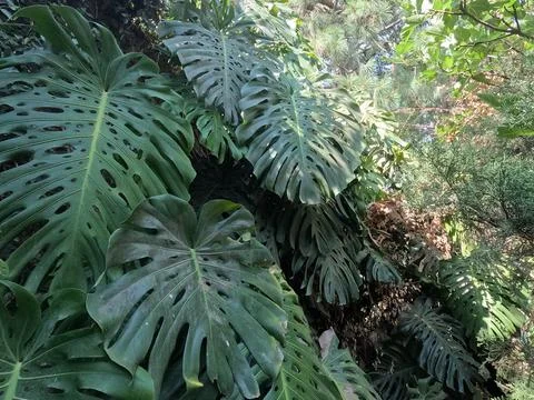 Monstera Stock Photos