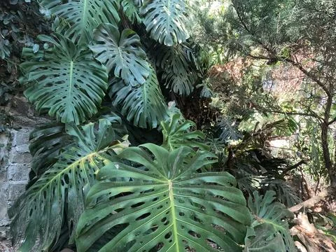 Monstera Stock Photos
