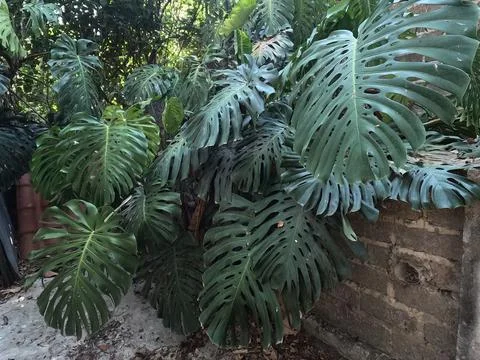 Monstera 스톡 사진