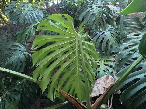 Monstera Stock Photos