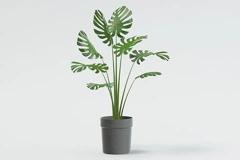 Monstera Plant 3D Model