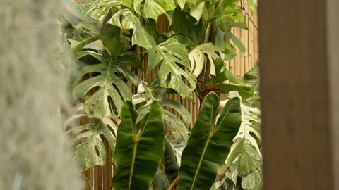 Monstera Plant with Bamboo Background Stock Footage 244366987