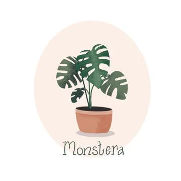 Monstera Plant Stock Illustration