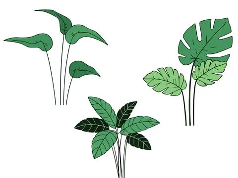 Monstera Plant Illustrations Stock Illustration