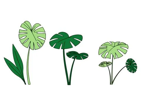 Monstera Plant Illustrations Illustration