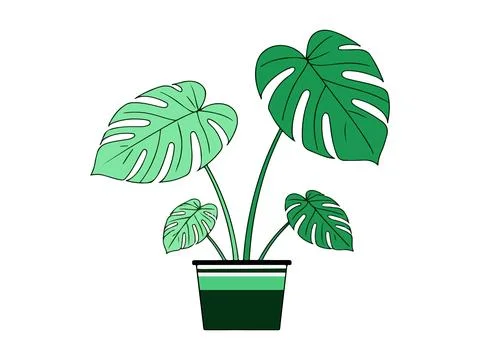Monstera Plant Illustrations Stock Illustration