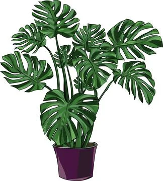 Monstera Plant with Large Split Leaves in Decorative Pot Illustrazione stock