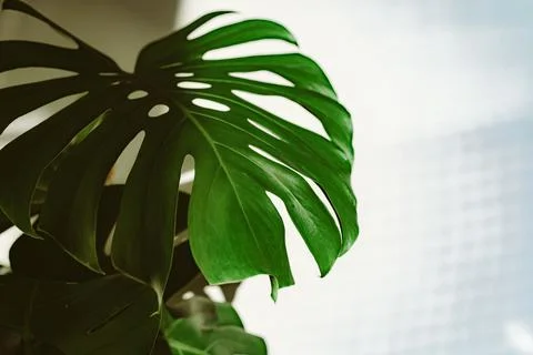 Monstera Plant Leaf Low-Key Cinematic Lighting Stockfoto's