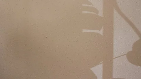 Monstera Plant Leaf Shadow Panning on Textured Wall Video stock 339243673