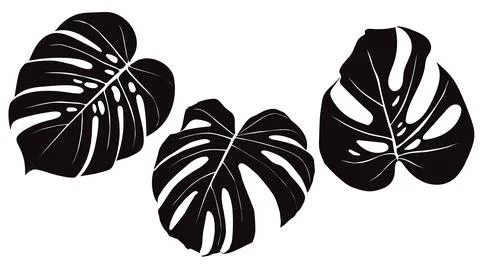 Monstera plant leaf from tropics. Vector greeting cards flyers invitations Stock Illustration