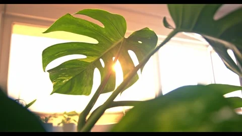 Monstera plant moving in the breeze next to the wide open window. Stock Footage 299826041