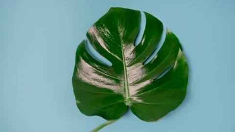 Monstera plant pattern isolated, texture top view Stock Photos