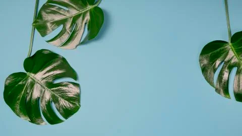 Monstera plant pattern isolated, texture top view Stock Photos