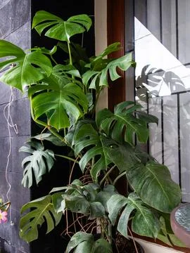 Monstera Plant Stock Photos