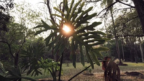 Monstera plant at sunset. 스톡 동영상 116804993