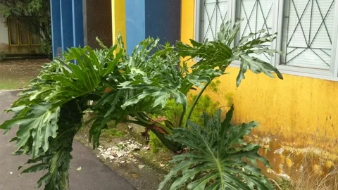 Monstera plants Stock Footage 253493712