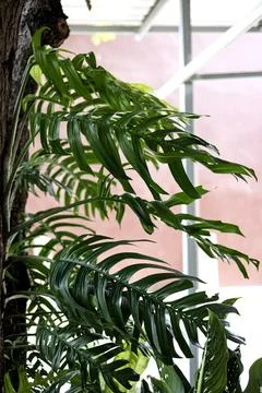 Monstera Tree Is Growing On A Big Tree Trunk Stock Photos