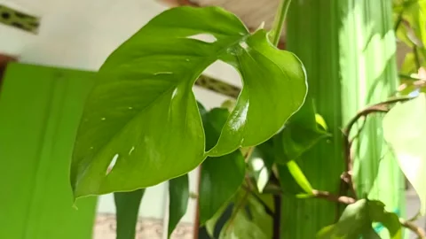 Monstera Variegata (1st) Stockbeeldmateriaal 234675028