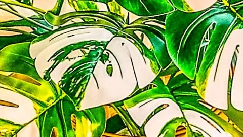 Monstera variegated leaf texture background Stock-Fotos