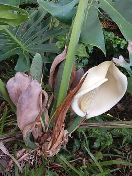 Monsterra Stock Photos