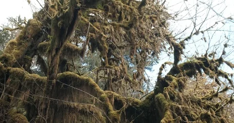 Monstrous moss covered tree Stock Footage 125566738
