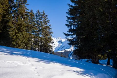 Mont Blanc massif through fir trees in Europe, France, Rhone Alpes, Savoie, A Stock Photos