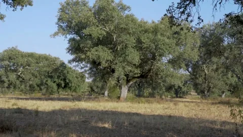 Montado/dehesa with cork oak trees Video stock 137343116