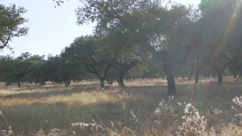 Montado/dehesa with cork oak trees with sun flare Video stock 137342893