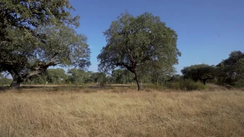 Montado/dehesa with cork oak trees with sun flare Video stock 137343531