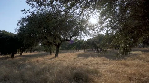 Montado/dehesa with cork oak trees with sun flare Stock Footage