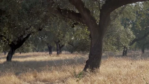 Montado/dehesa with cork oak trees with sun flare Video stock 137344006