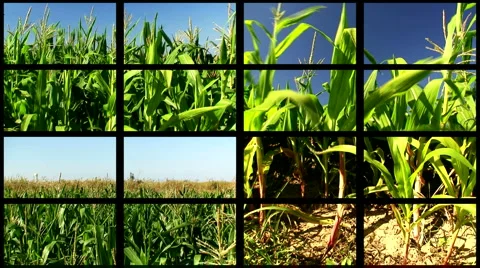 Montage of cornfield clips 1 Stock Footage 948409