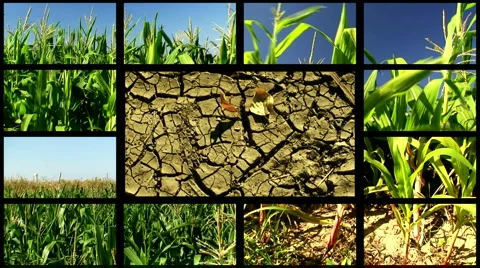 Montage of cornfield clips 2 Stock Footage 948275