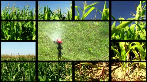 Montage of cornfield clips 3 Video stock 948328