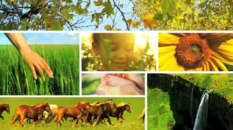 Montage of Developing Life and Ecosystems  Video stock 11297126