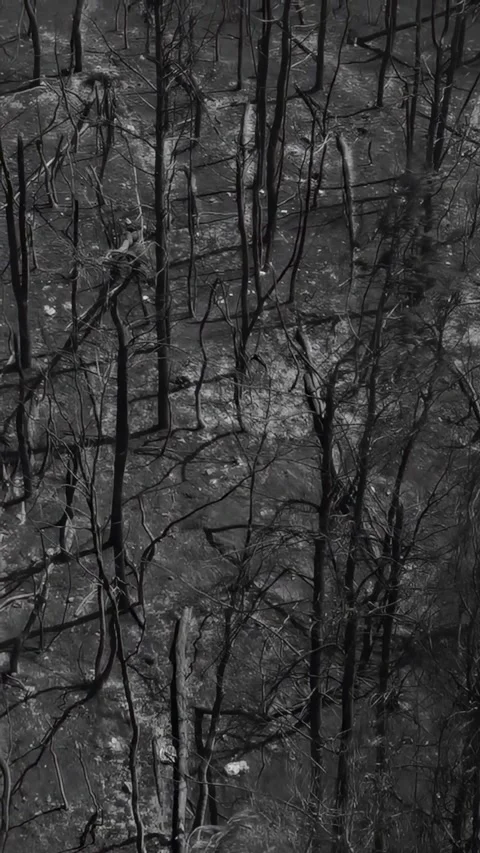 Montage of Drone views of burnt forests and land. Vídeos de archivo 334010299