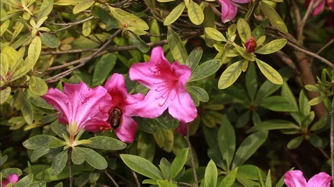 Montage 	Flowers of China Stock Footage 107589968