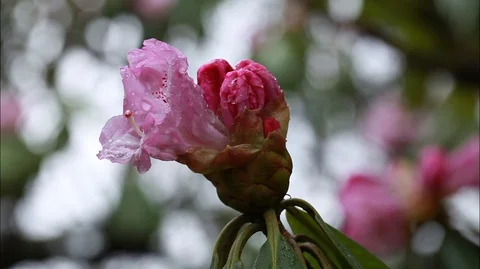 Montage Flowers of China Video stock 107611291
