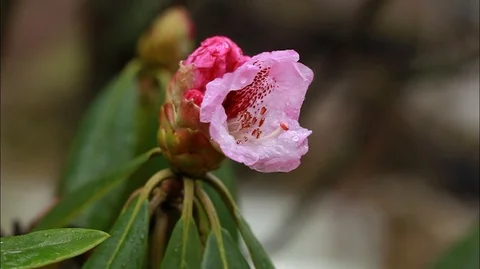 Montage Flowers of China Stock Footage 107611347