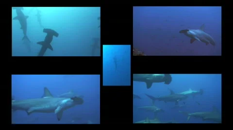 Montage of Hammerhead sharks Stock Footage 310144
