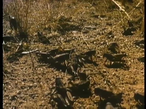 Montage of locust devouring corn crop in field Stock Footage 260255169
