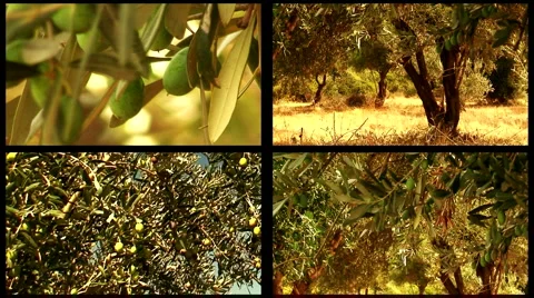 Montage of olive trees 1 Vídeo Stock 974399