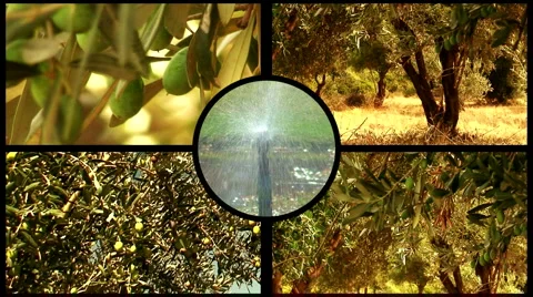 Montage of olive trees 2 Stock-Footage 974433