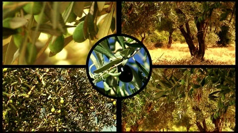 Montage of olive trees 4 Stock Footage 969689