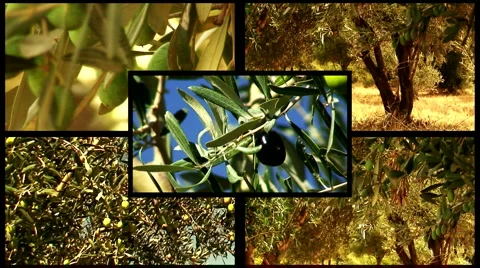 Montage of olive trees 5 Stock Footage 970414