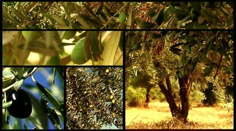 Montage of olive trees 6 Stock-Footage 970883