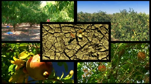 Montage of various fruit orchards 2 Stock Footage 969778
