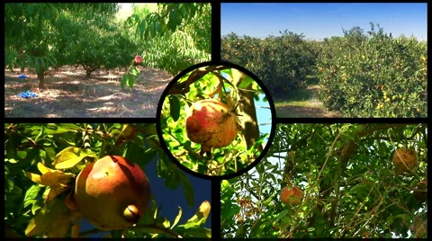 Montage of various fruit orchards 5 Vídeo Stock 971874