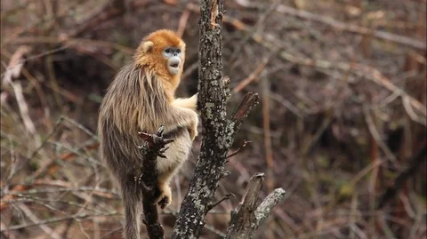 Montage,Golden nosed monkey, Climbs a Tree in China Stock Footage 107382539