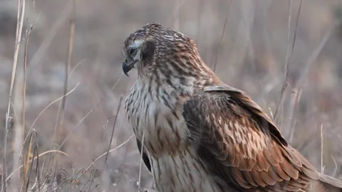 Montagu's Harrier Circus pygargus standing in a field. Slow Motion Stock Footage 304004284